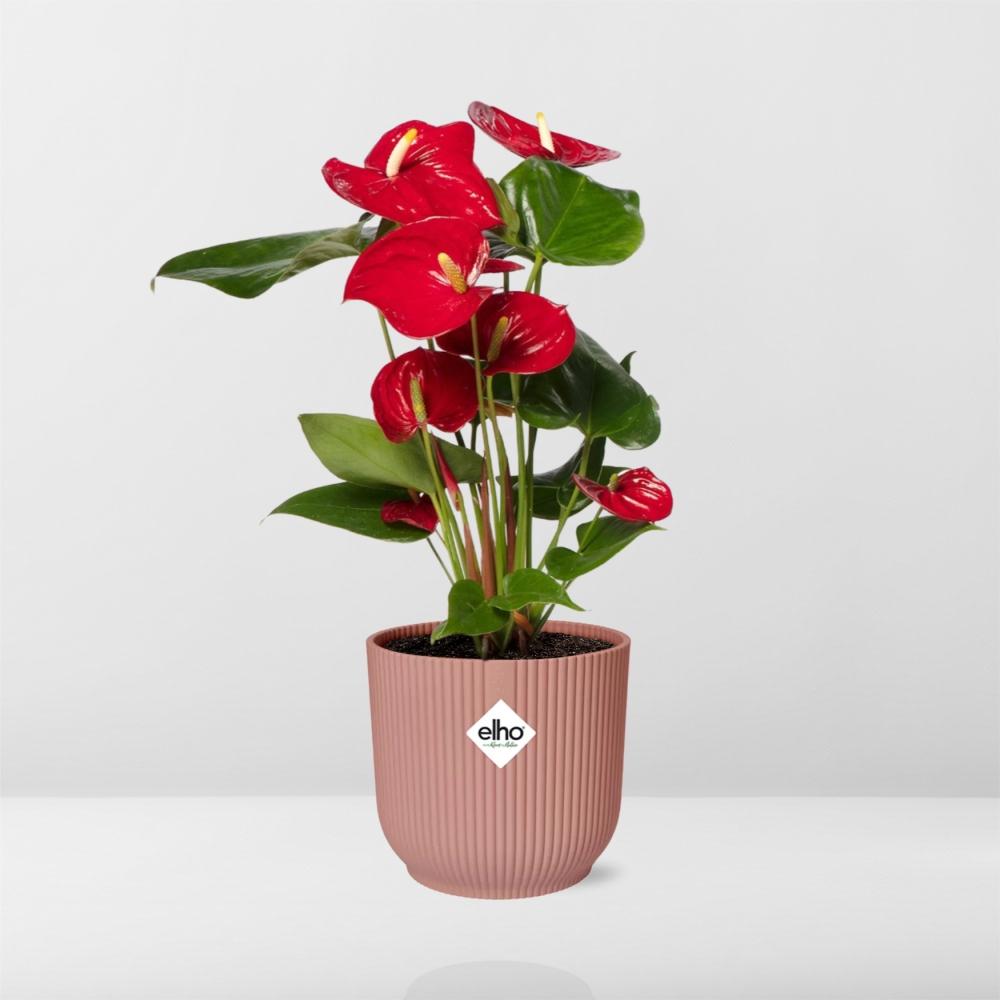 Anthurium Rot 12 cm im ELHO Vibes Fold, 14 cm, rosa
