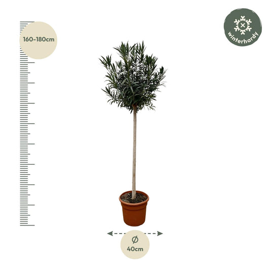 Nerium oleander auf Stamm mit weißer Blüte – 170 cm – Ø40