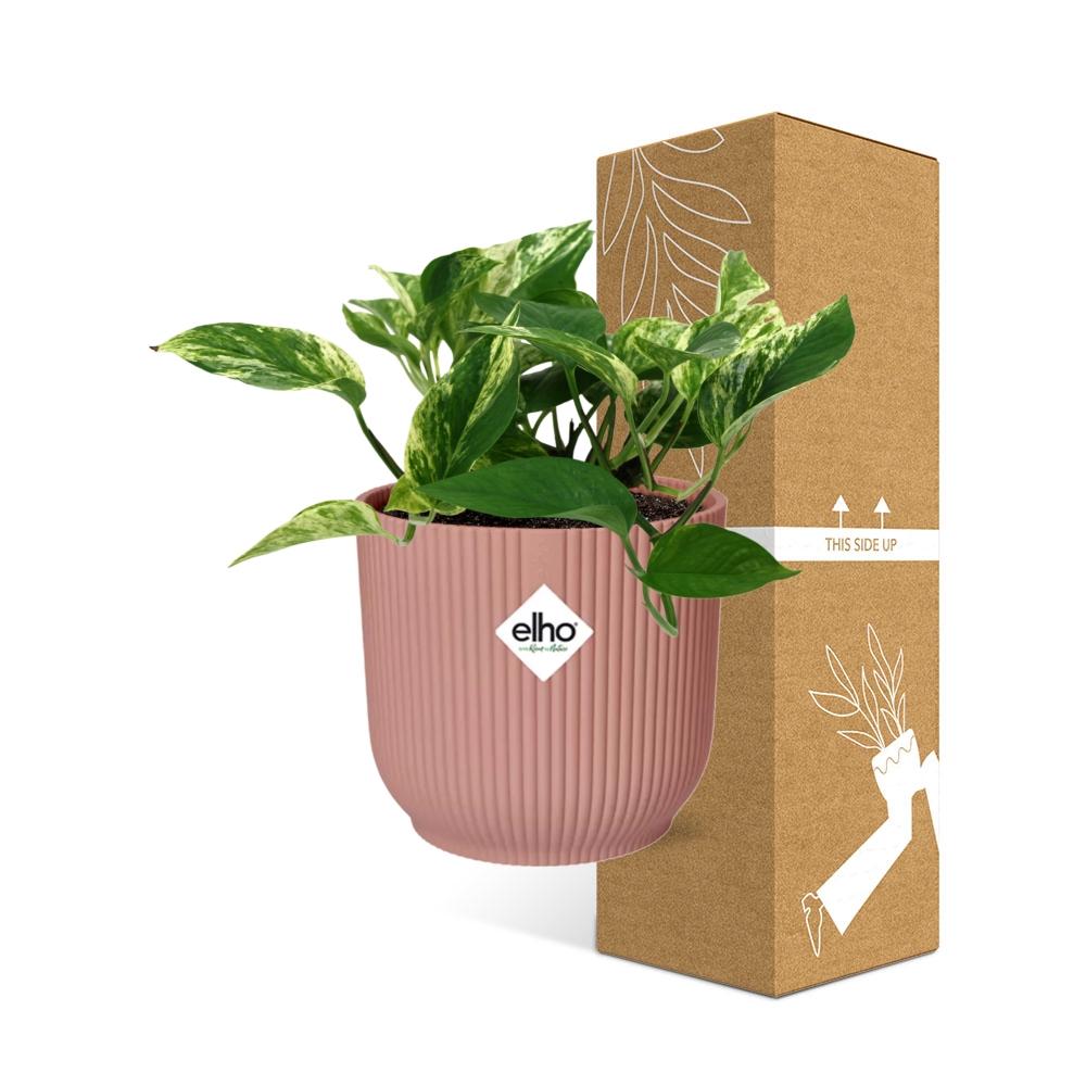 Scindapsus (Epipremnum) Marble Queen im ELHO Vibes Fold, 14 cm, rosa