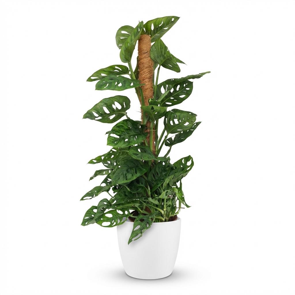 Green boutiQ, Zimmerpflanze, Monkey Mask, Monstera Adansonii Moosstab, Grün, Pflegeleicht, Topf 19cm, Höhe 90cm