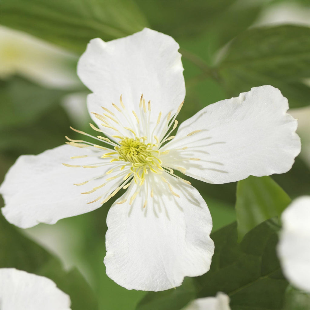 Kletterpflanze, Clematis montana Grandiflora, Blüte Weiß, Frühblühend, Pflegeleicht, 2 Pflanzen, Topf 11 cm 40 cm