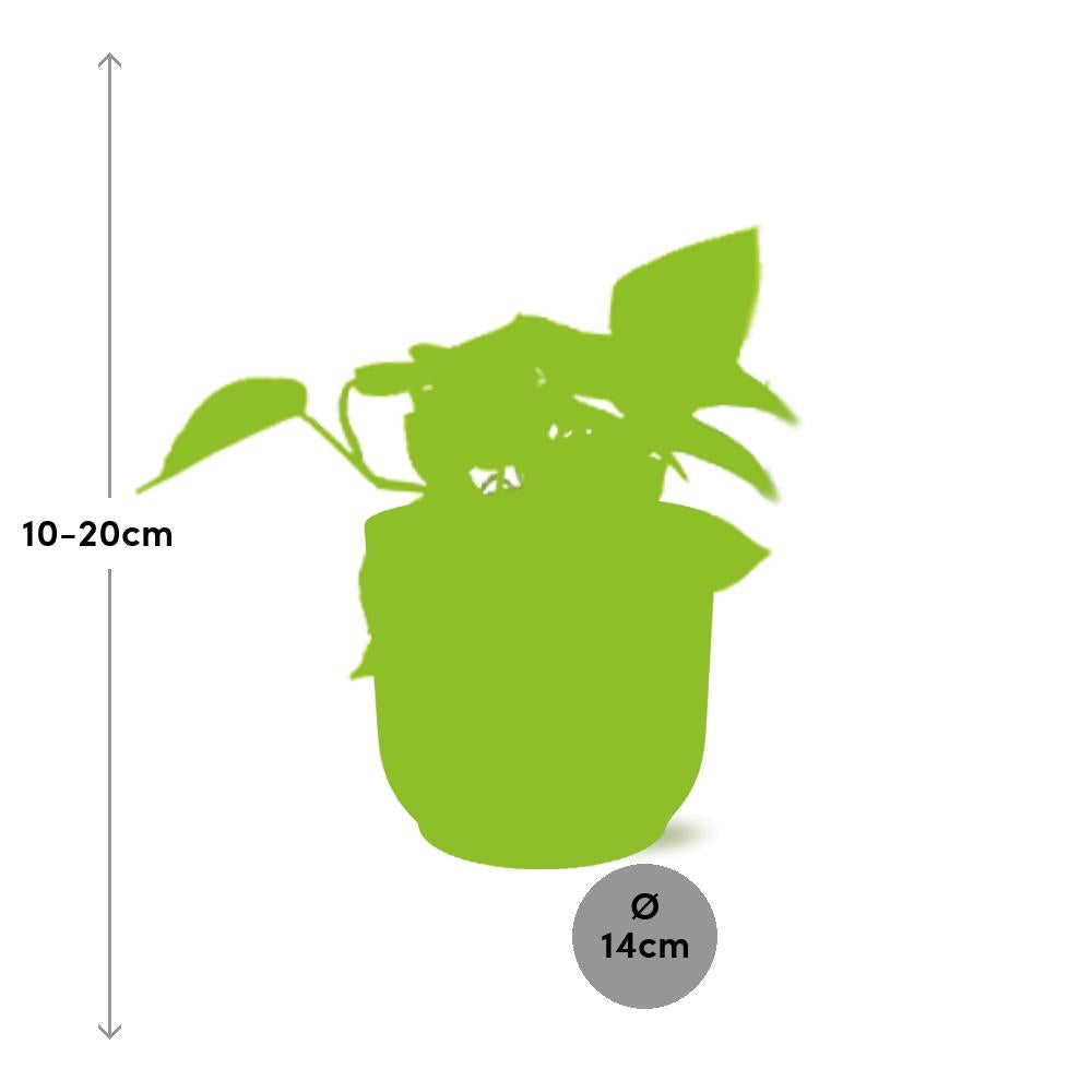 Epipremnum Pinnatum ‘Golden Pothos’ im ELHO Vibes Fold, 14 cm, rosa
