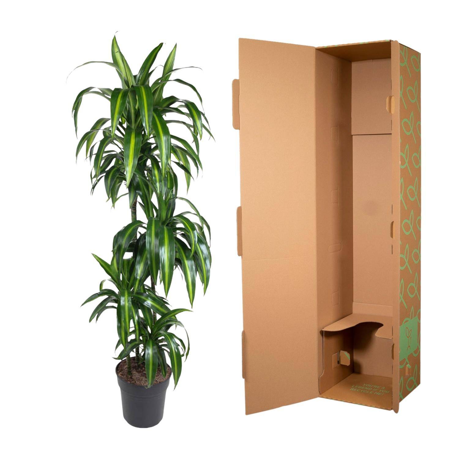 Dracaena hawaiiana – 180 cm – ø24 - Botanic-Vibes