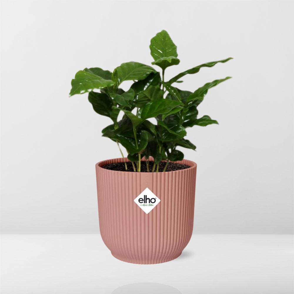 Coffea Arabica im ELHO Vibes Fold, 14 cm, rosa
