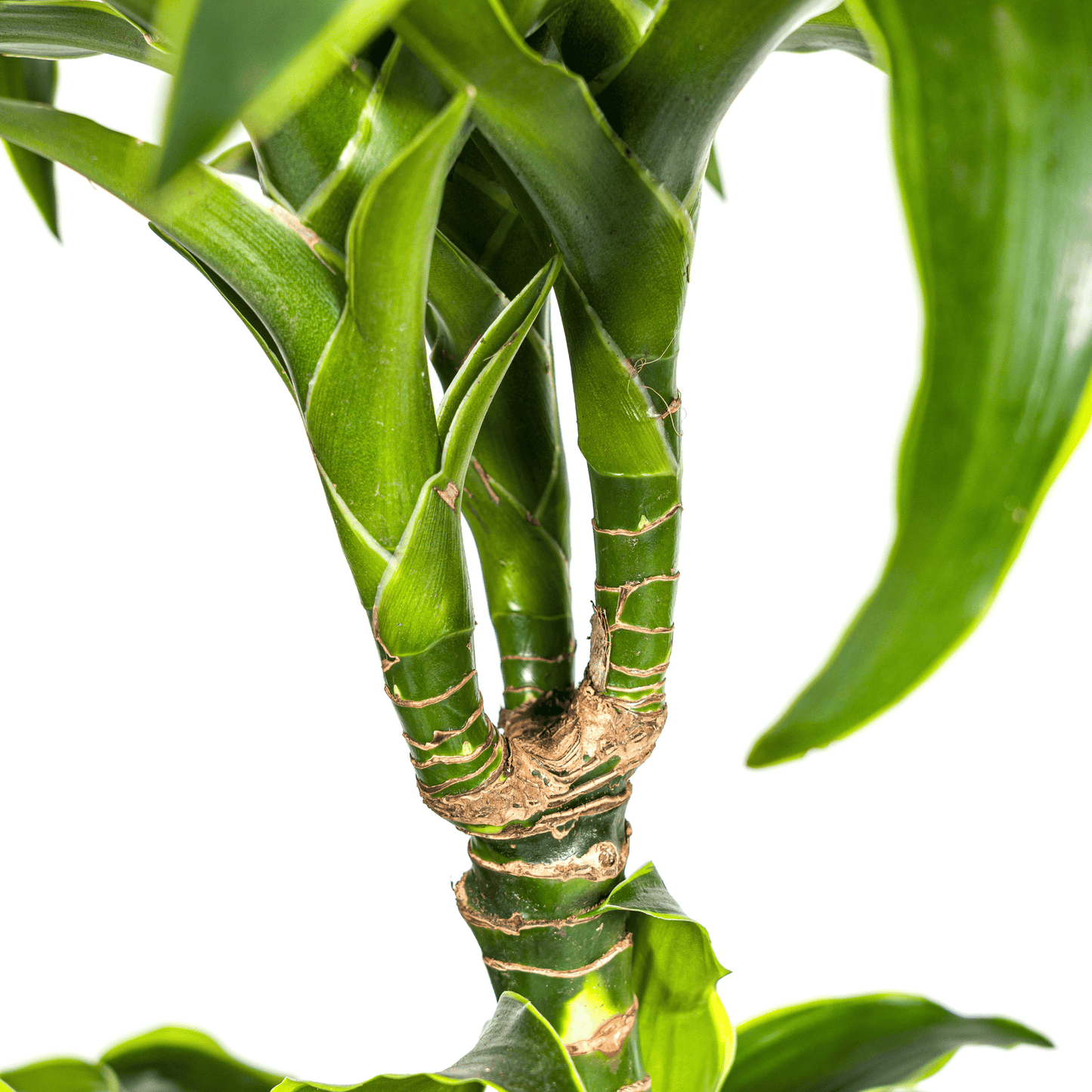 Dracaena Deremensis Dorado Ø24cm - ↕120 - 140cm - Botanic-Vibes