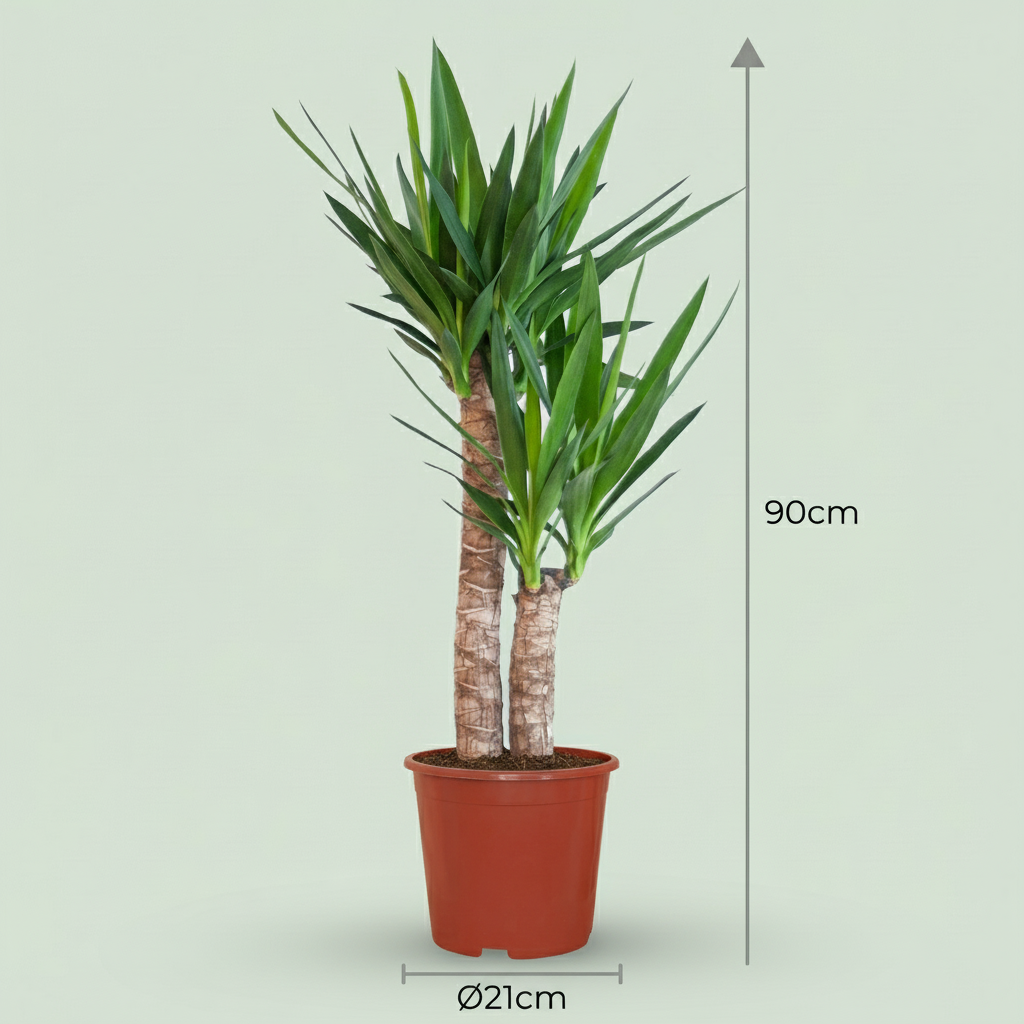 Yucca (Lis palmier), Yucca Elephantipes, grün, pflegeleicht, 1 Pflanze, Topf 21 cm, 80-90 cm