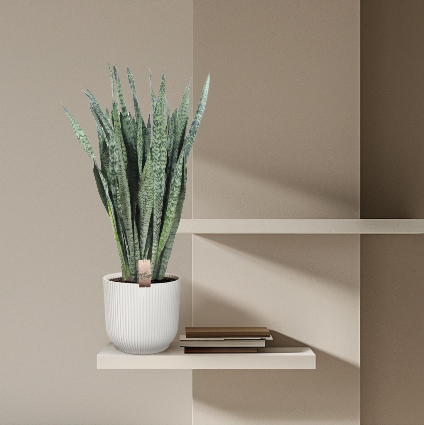 Sansevieria zeylenica – 110 cm – Ø35