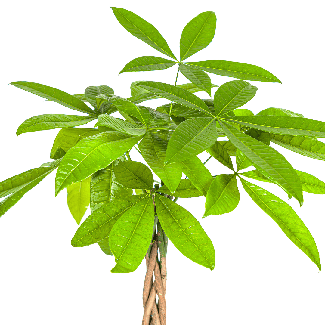 Pachira Aquatica Ø19cm - ↕70 - 90cm - Botanic-Vibes