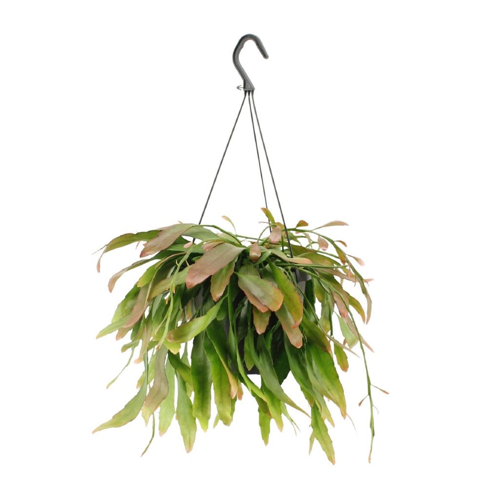Rhipsalis Rot Coral, Ø17 cm, 25 cm