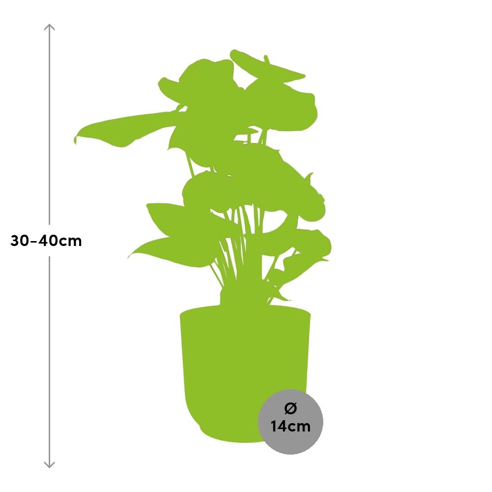 Anthurium Rot 12 cm im ELHO Vibes Fold, 14 cm, rosa