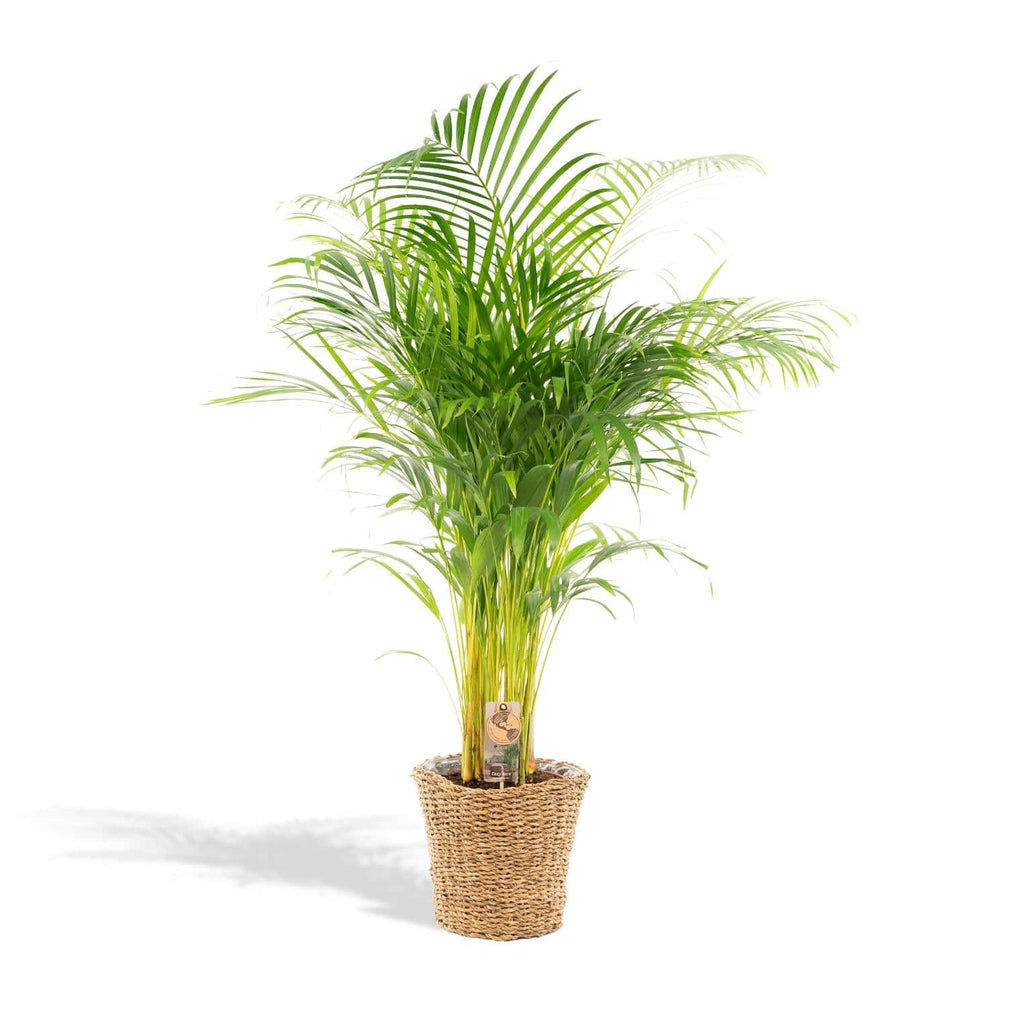 Areca mit Korb – 110 cm – Ø21 - Botanic-Vibes