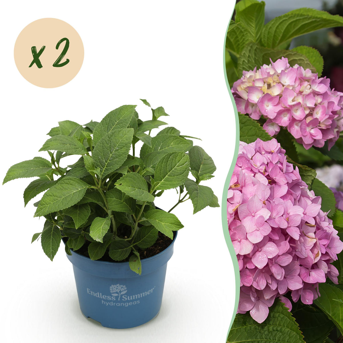Green boutiQ, Gartenpflanze, Hydrangea Endles Summer The Original Pink, Hortensie, Winterhart, Rosa, Topf 14cm, Höhe 20, 25cm