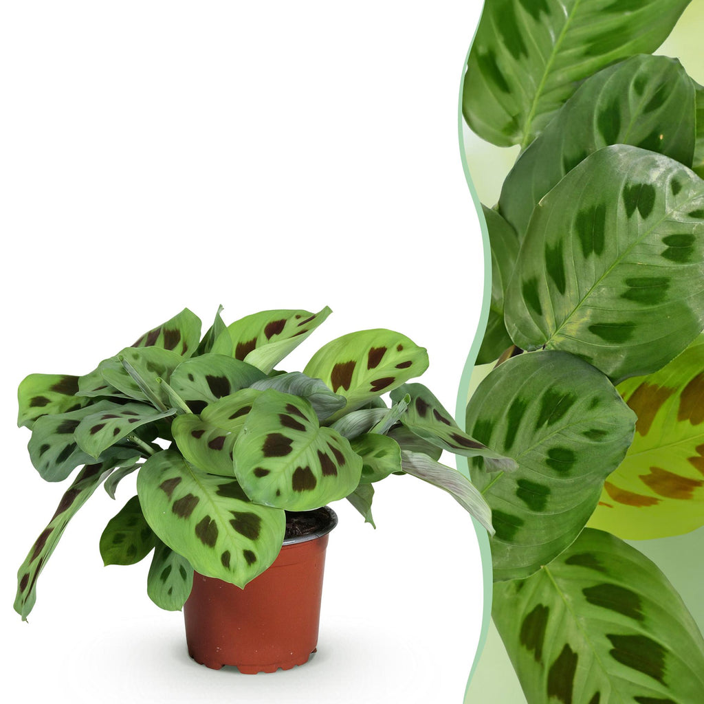 Green boutiQ, Zimmerpflanze, Maranta Fascinator Kerchoveana, Zebrapflanze, Haustierfreundliche Pflanze, Grün, Topf 12cm, Höhe 25cm