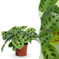 Green boutiQ, Zimmerpflanze, Maranta Fascinator Kerchoveana, Zebrapflanze, Haustierfreundliche Pflanze, Grün, Topf 12cm, Höhe 25cm