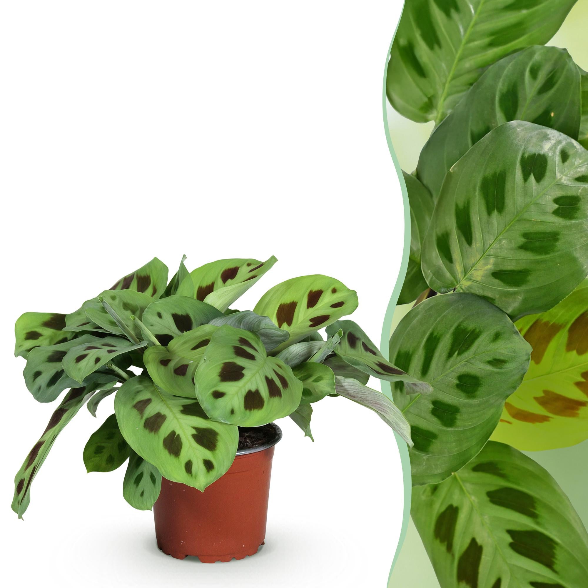 Green boutiQ, Zimmerpflanze, Maranta Fascinator Kerchoveana, Zebrapflanze, Haustierfreundliche Pflanze, Grün, Topf 12cm, Höhe 25cm