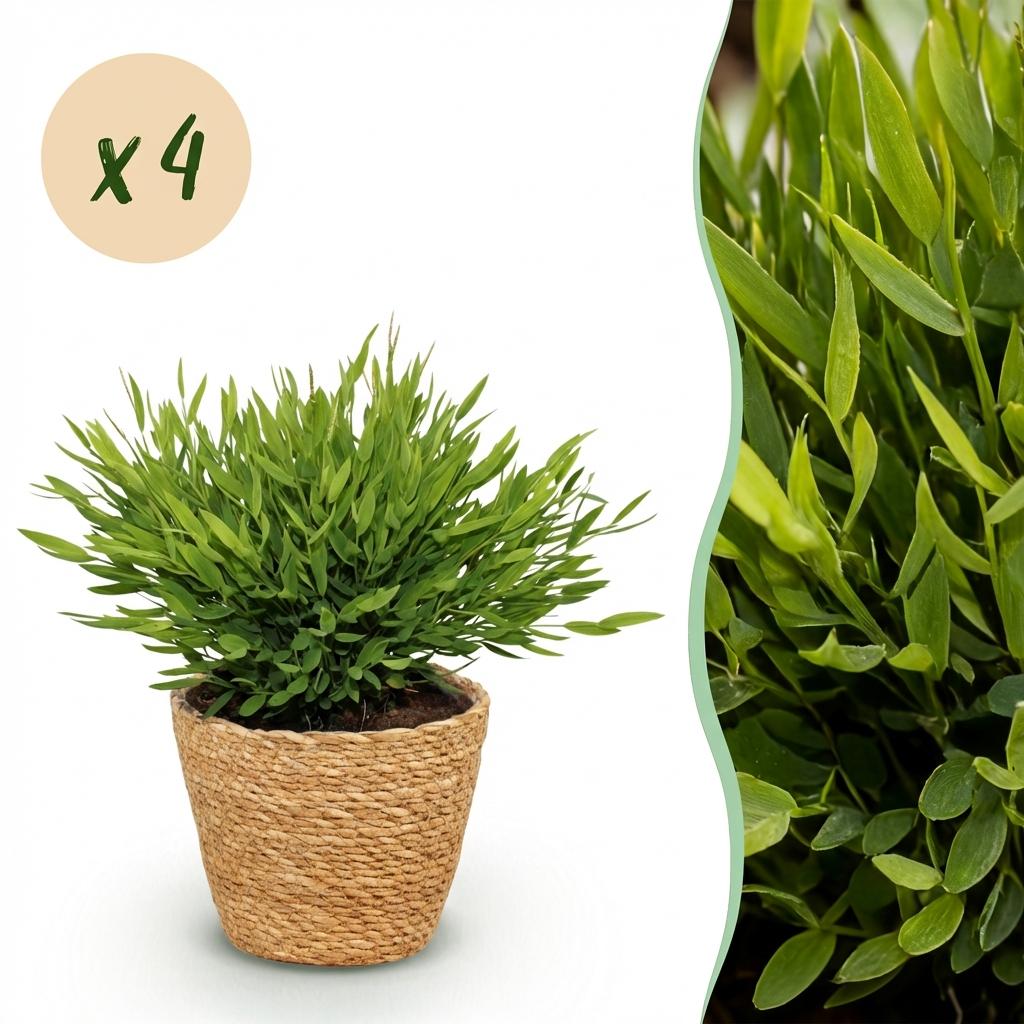 Green boutiQ, Zimmerpflanze, Bamusa Pogonatherum Monica, Bambusgras, Haustierfreundliche Pflanze, Grün, Topf 12cm, Höhe 20cm