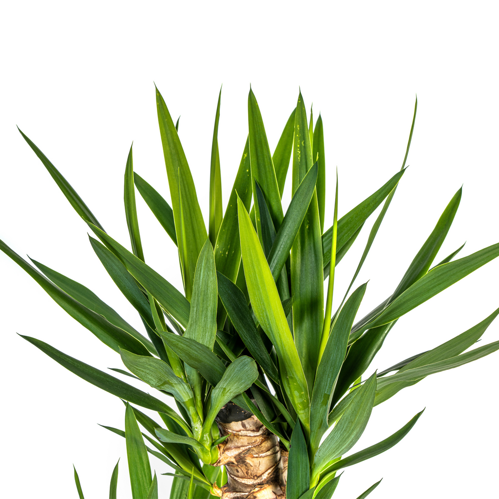 Yucca Elephantipes mit Korb Ø24 cm, 120-140 cm
