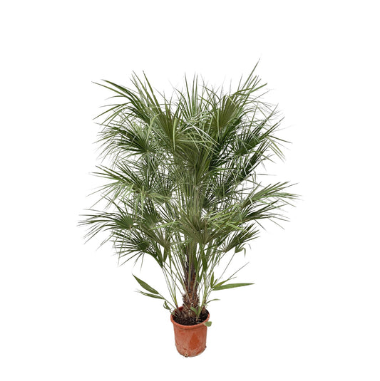 Chamaerops humilis Busch – 170 cm – Ø30