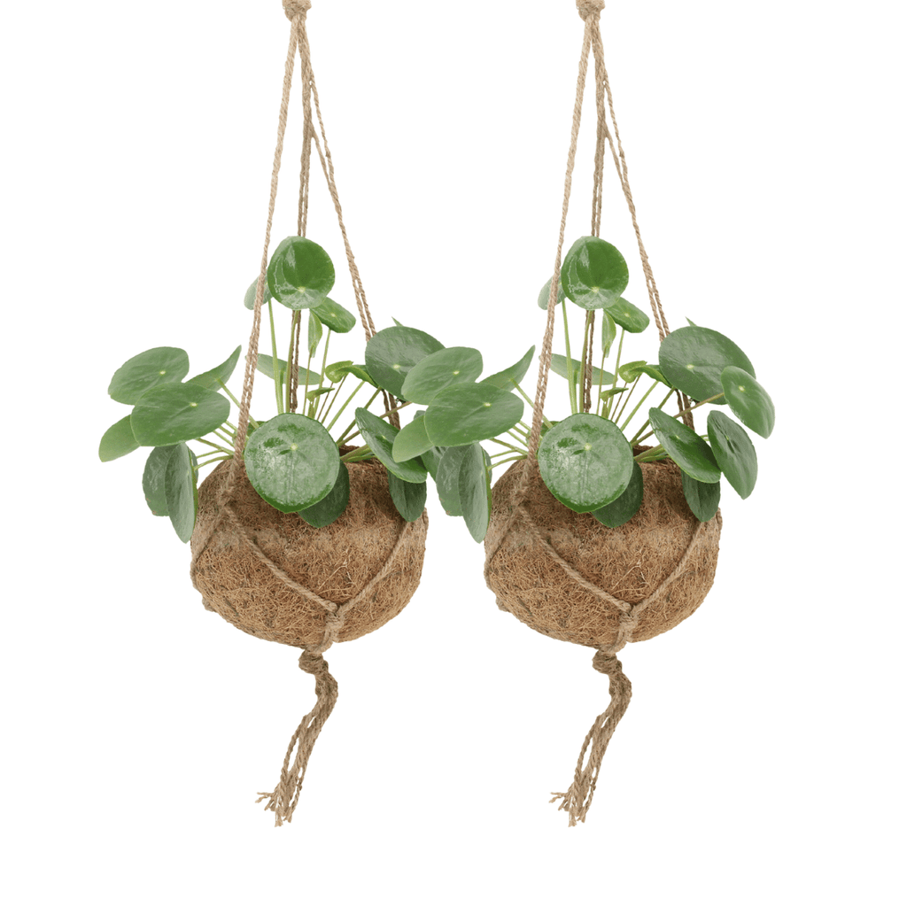 2x Kokodama Pilea Peperomiodes, Pfannkuchenpflanze, 20 cm, Ø15 cm