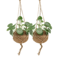 2x Kokodama Pilea Peperomiodes, Pfannkuchenpflanze, 20 cm, Ø15 cm