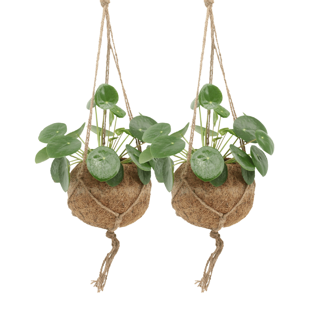 2x Kokodama Pilea Peperomiodes, Pfannkuchenpflanze, 20 cm, Ø15 cm