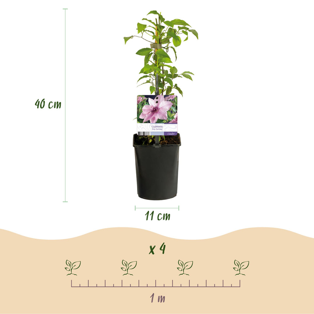 Kletterpflanze, Clematis Rosa Fantasy, Blüte Rosa, Wenig Pflege, 2 Pflanzen, Topf 11 cm 40 cm