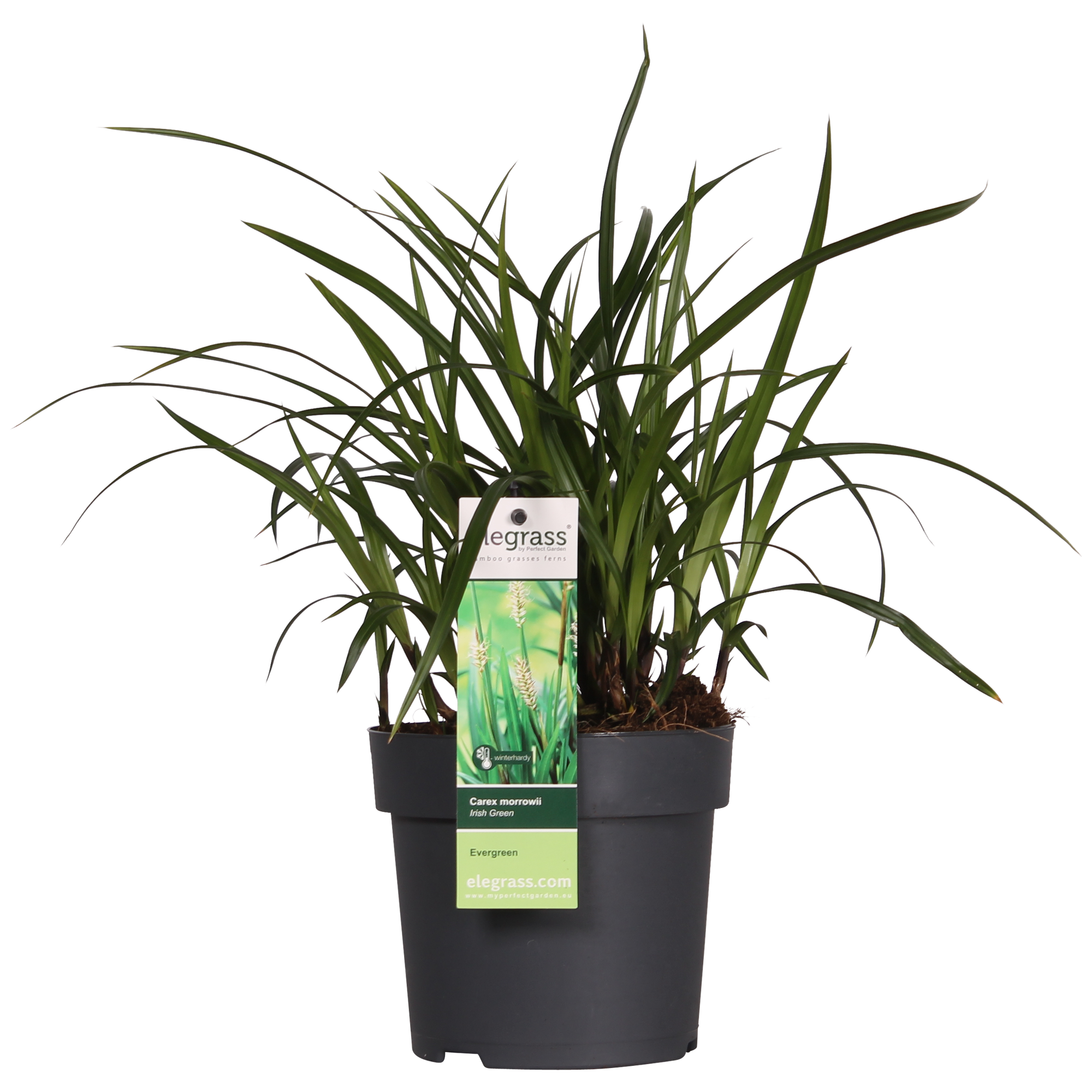 3x, Carex morrowii 'Irish Grün', 30 cm, Ø14 cm
