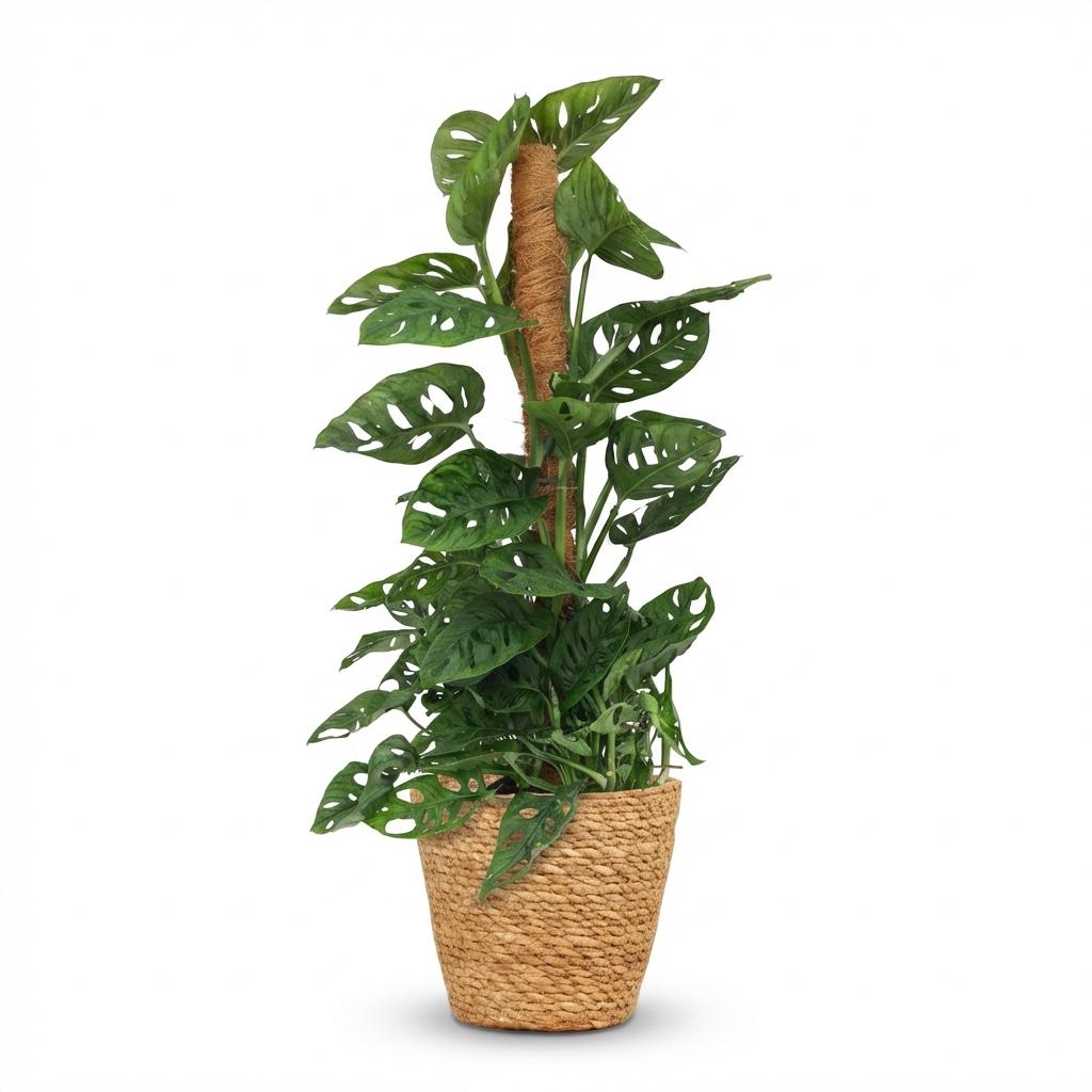 Green boutiQ, Zimmerpflanze, Monkey Mask, Monstera Adansonii Moosstab, Grün, Pflegeleicht, Topf 19cm, Höhe 90cm