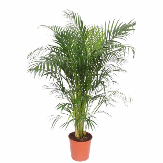Dypsis lutescens (Areca-Palme) – 150 cm – Ø30 - Botanic-Vibes
