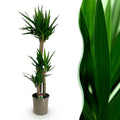 Yucca elephantipes, Yucca, Wenig Pflege, Grün, 1, Topf 24 cm, 140 cm