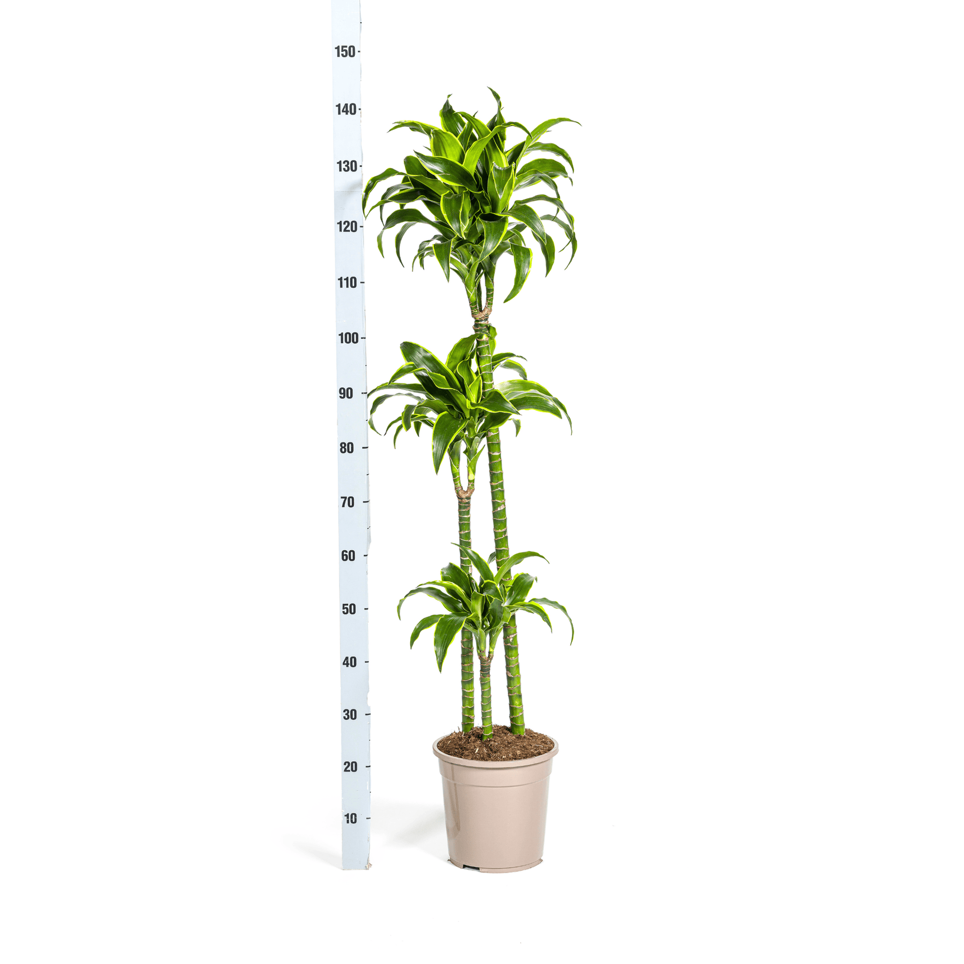 Dracaena Deremensis Dorado Ø24cm - ↕120 - 140cm - Botanic-Vibes