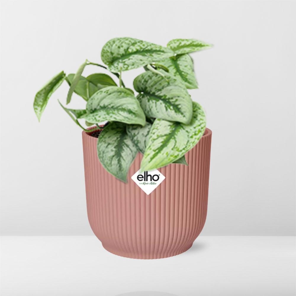 Scindapsus Pictus ‘Trebie’ im ELHO Vibes Fold, 14 cm, rosa