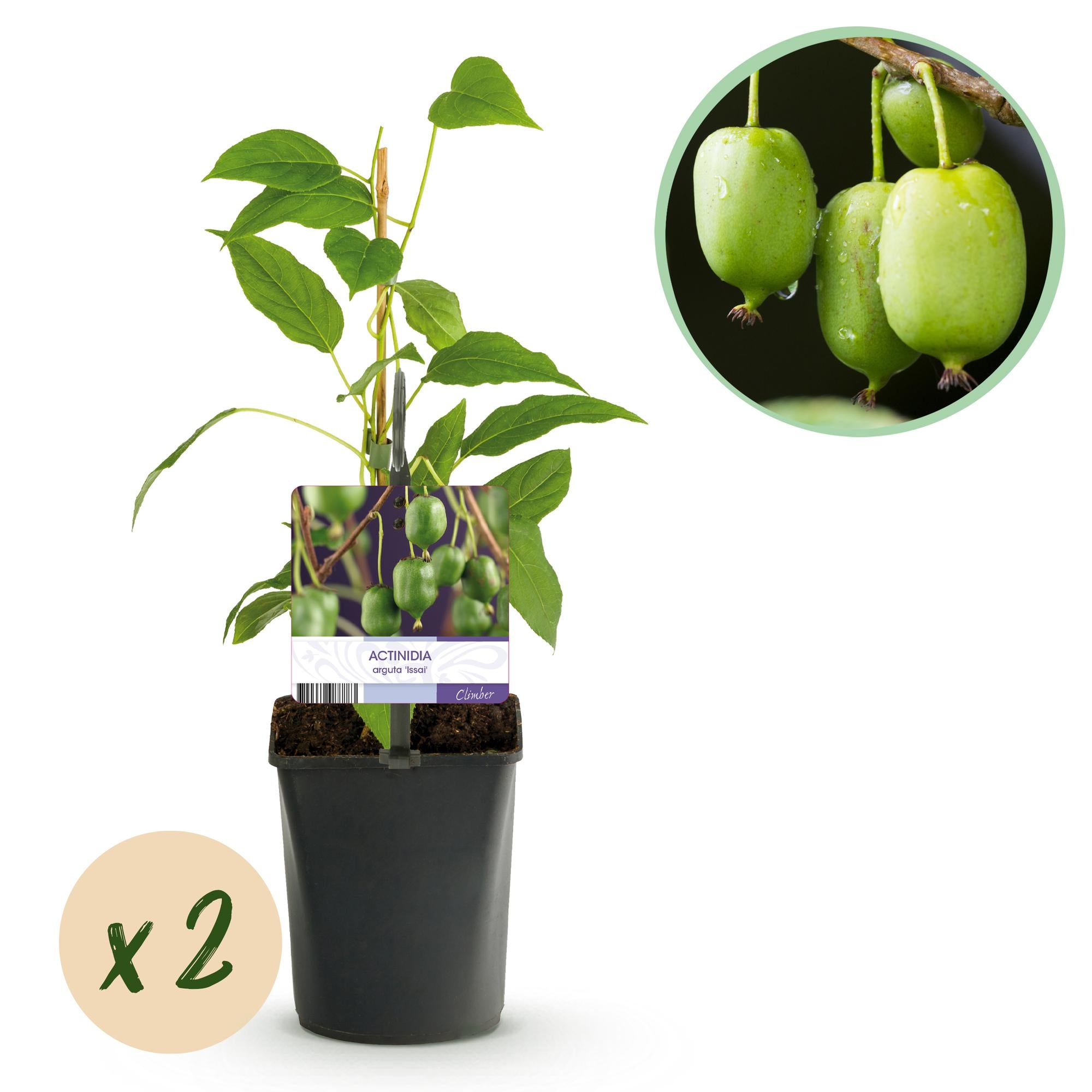 Obstpflanze, Kiwi, Actinidia arguta Issai, Grüne Frucht, 2 Pflanzen, Topf 11 cm 40 cm
