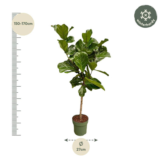 Ficus Lyrata stam - 150 cm - Ø27 - Botanic-Vibes