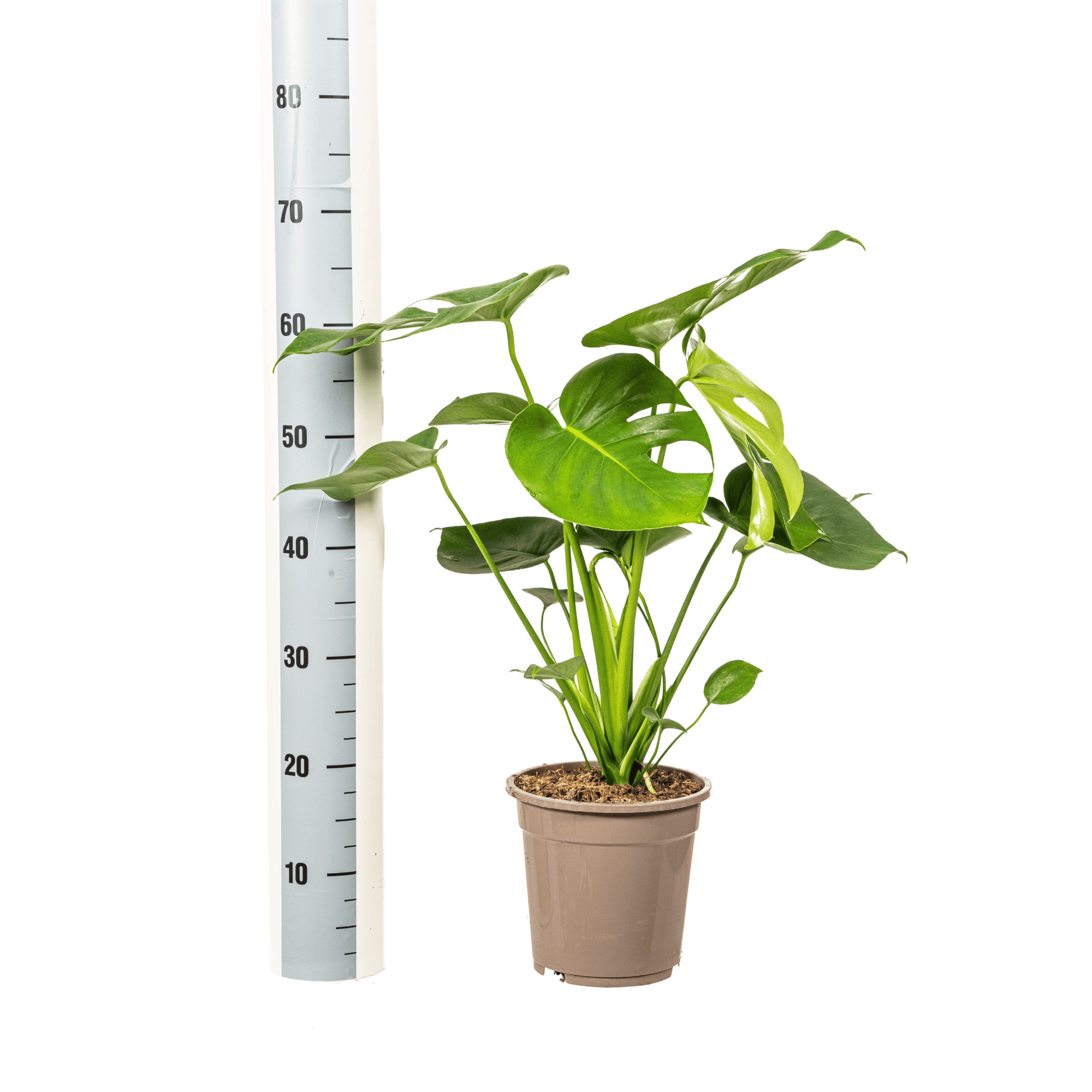 Monstera Deliciosa Tauerii Ø19cm - ↕70 - 90cm - Botanic-Vibes