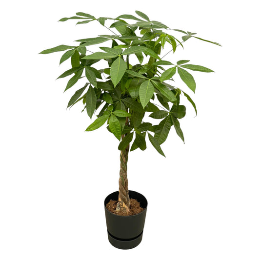 Pachira aquatica inklusive elho Greenville Round zwart – 140 cm – Ø30