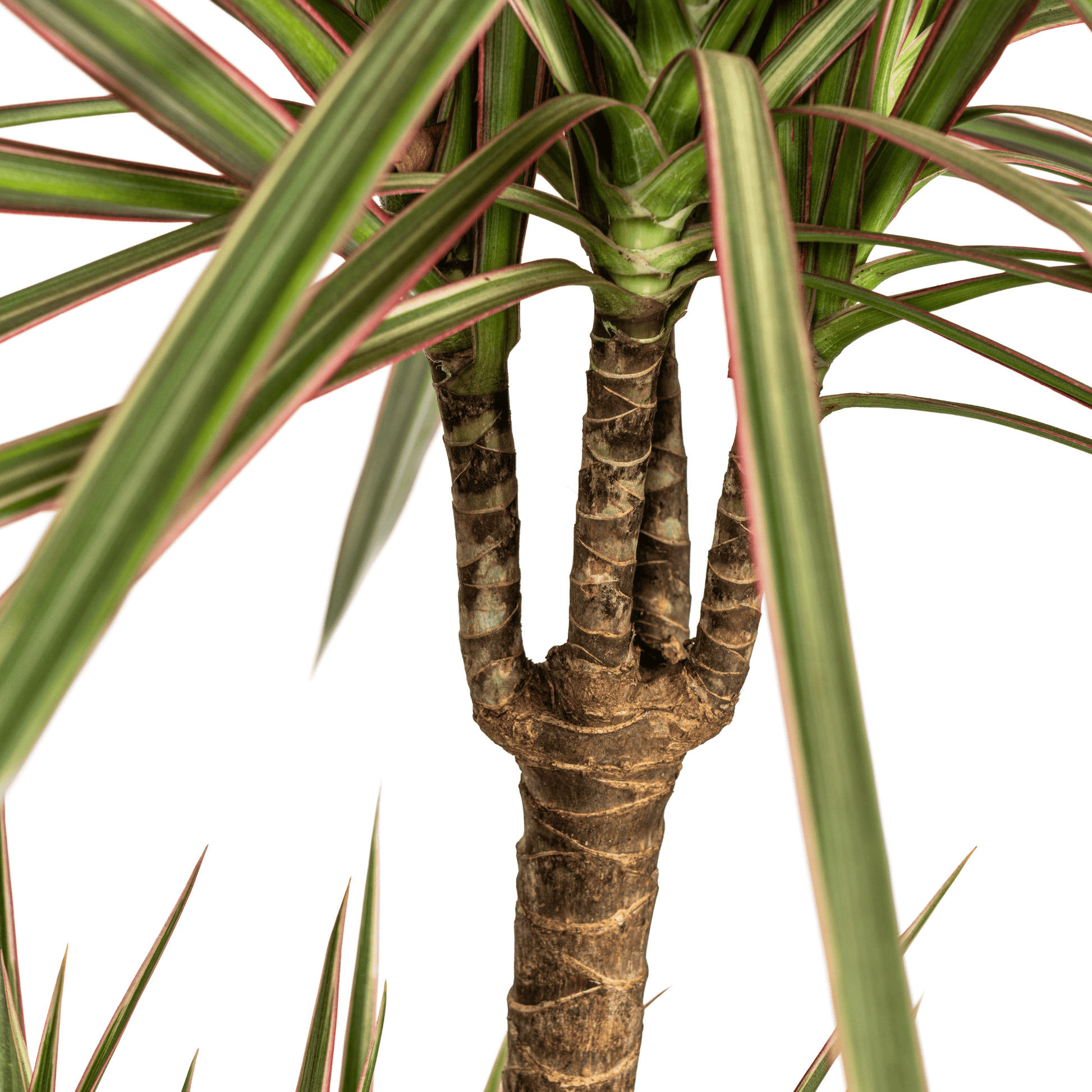 Dracaena Marginata Bicolor Ø21cm - ↕110 - 130cm - Botanic-Vibes