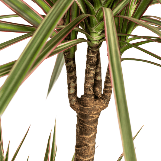 Dracaena Marginata Bicolor Ø21cm - ↕110 - 130cm - Botanic-Vibes