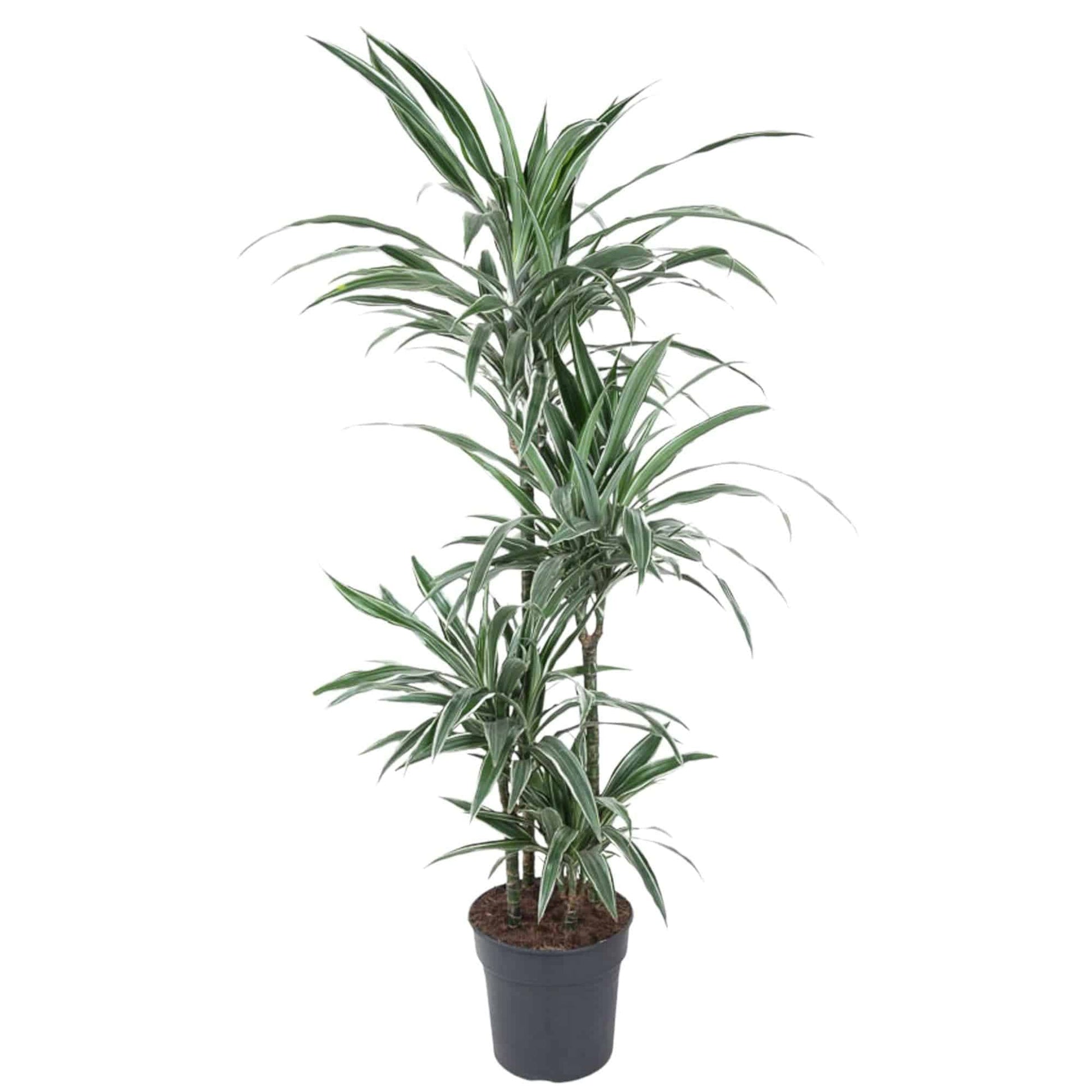 Dracaena Warneckei – 145 cm – Ø30 - Botanic-Vibes