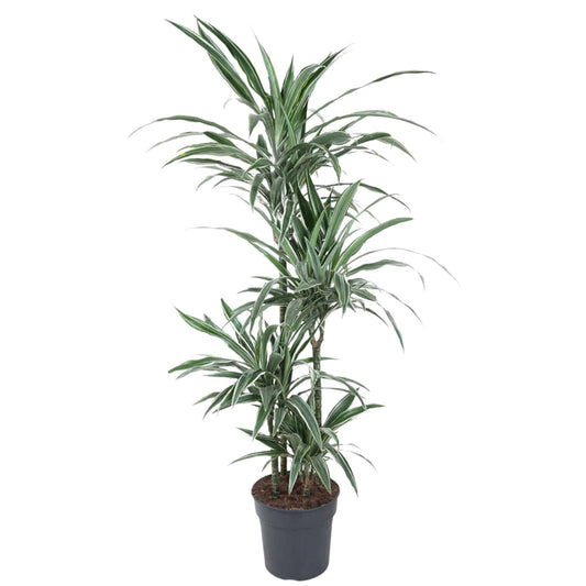 Dracaena Warneckei – 145 cm – Ø30 - Botanic-Vibes