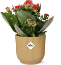 Kalanchoe Rosalina Don Justino Rood + ELHO Vibes Fold 14 cm gelb