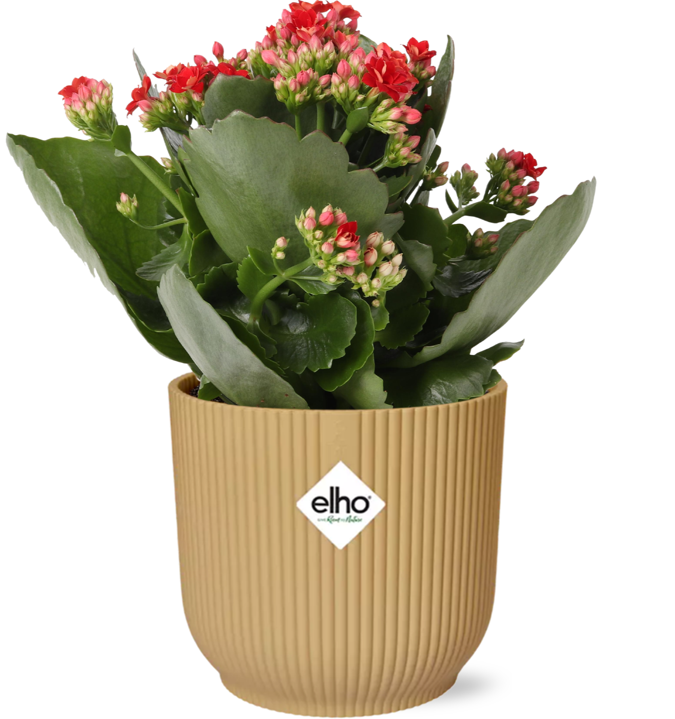 Kalanchoe Rosalina Don Justino Rood + ELHO Vibes Fold 14 cm gelb