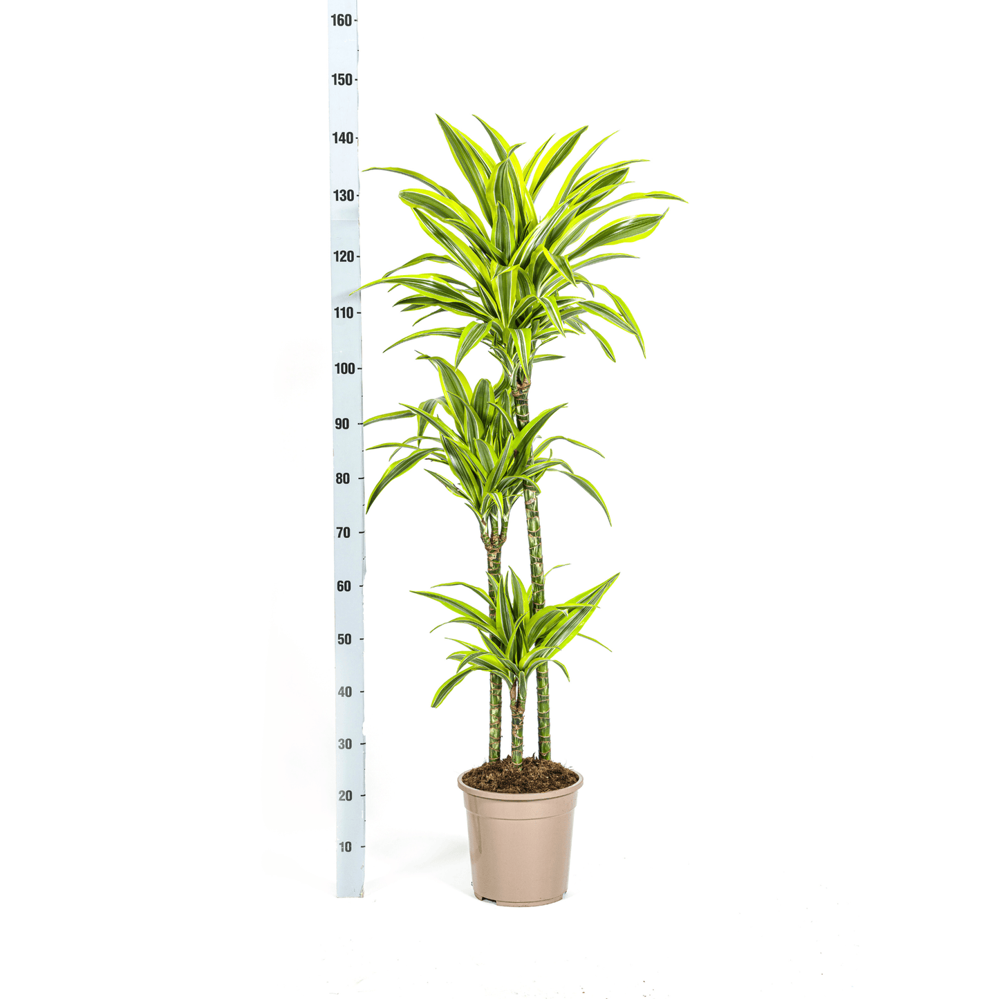Dracaena Deremensis Lemon Lime Ø24cm - ↕130 - 150cm - Botanic-Vibes
