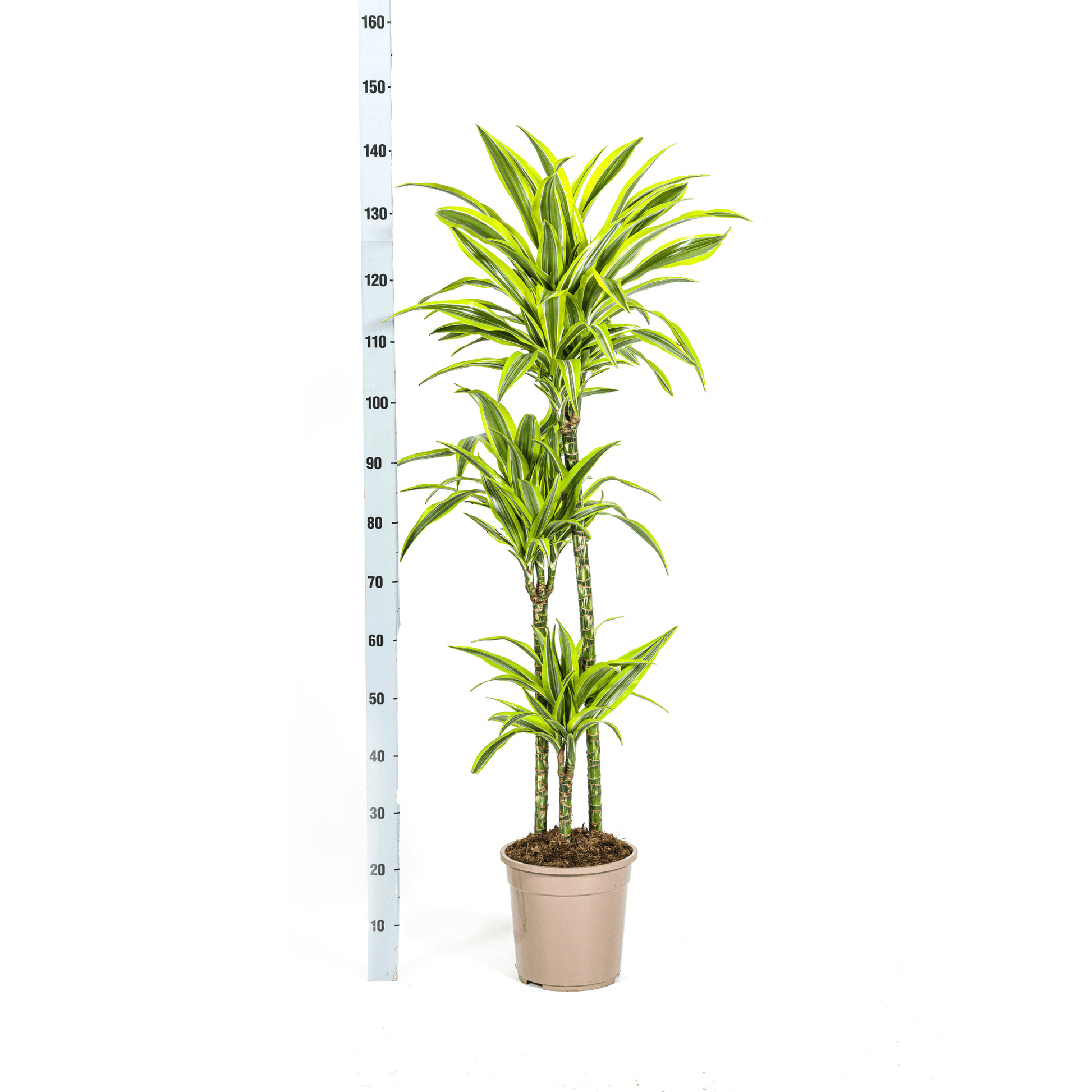 Dracaena Deremensis Lemon Lime Ø24cm - ↕130 - 150cm - Botanic-Vibes