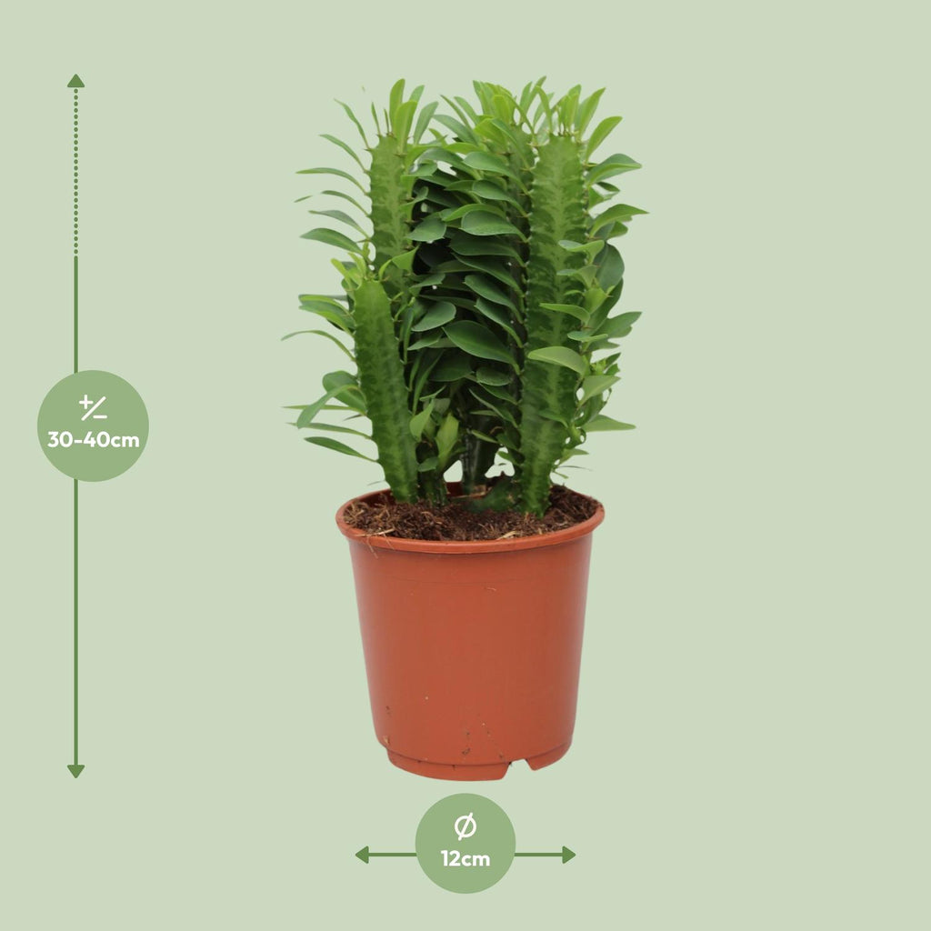 Euphorbia Trigona, Ø12 cm, 40 cm