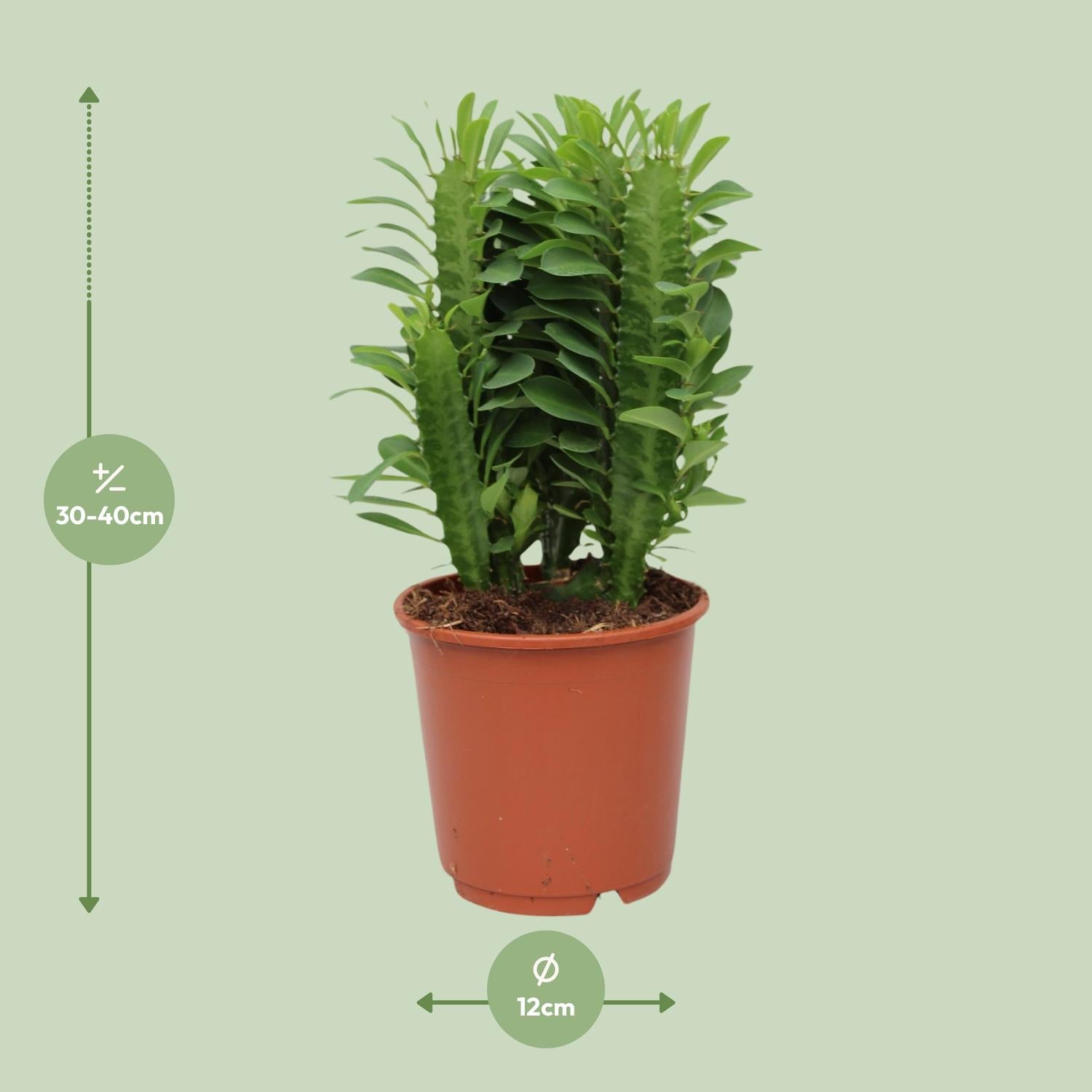 Euphorbia Trigona, Ø12 cm, 40 cm