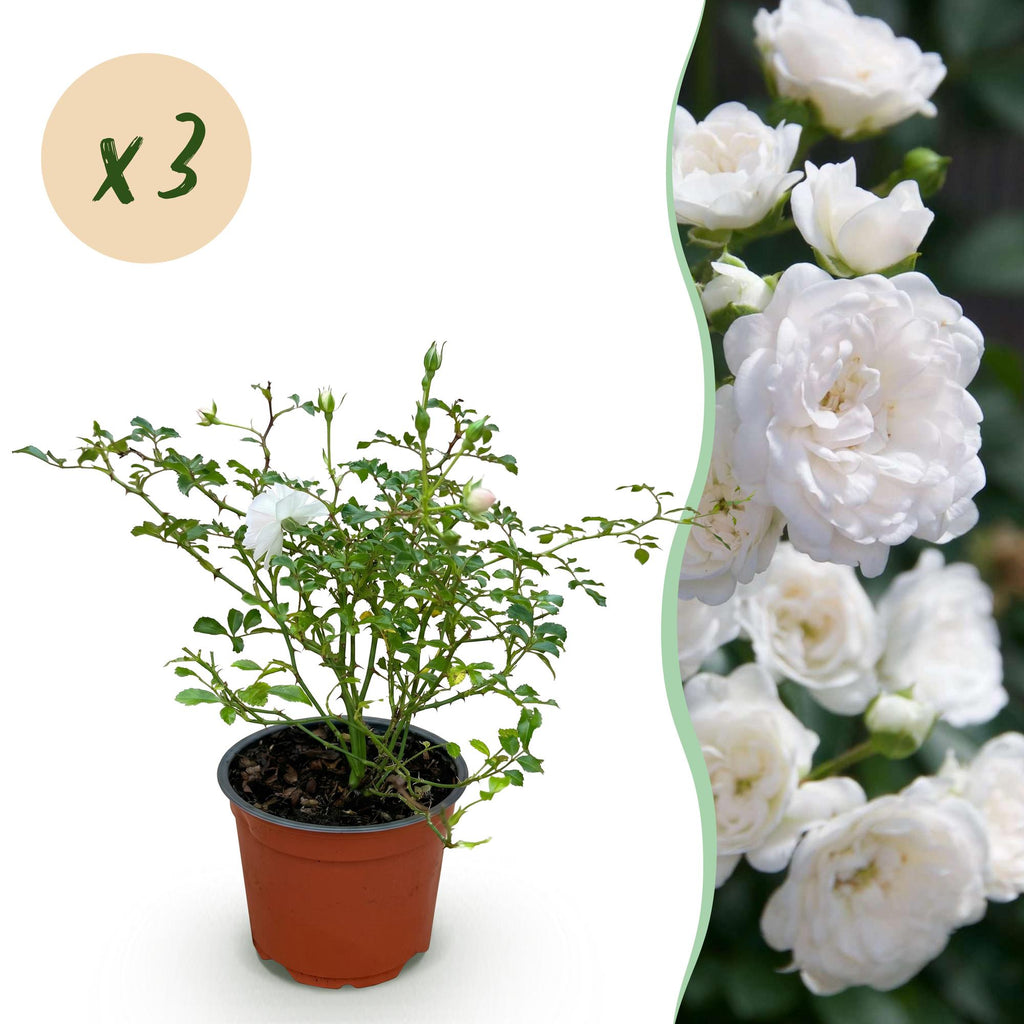 Green boutiQ, Gartenrose, Rosa White Fairy, Rose, Winterhart, Weiß, Topf 12cm, Höhe 20, 25cm