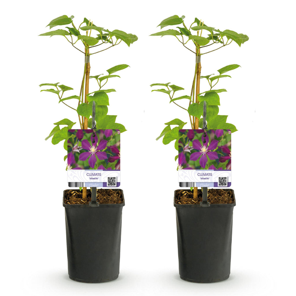 Kletterpflanze, Clematis Mikelite, Blüte Lila, Wenig Pflege, 2 Pflanzen, Topf 11 cm 40 cm