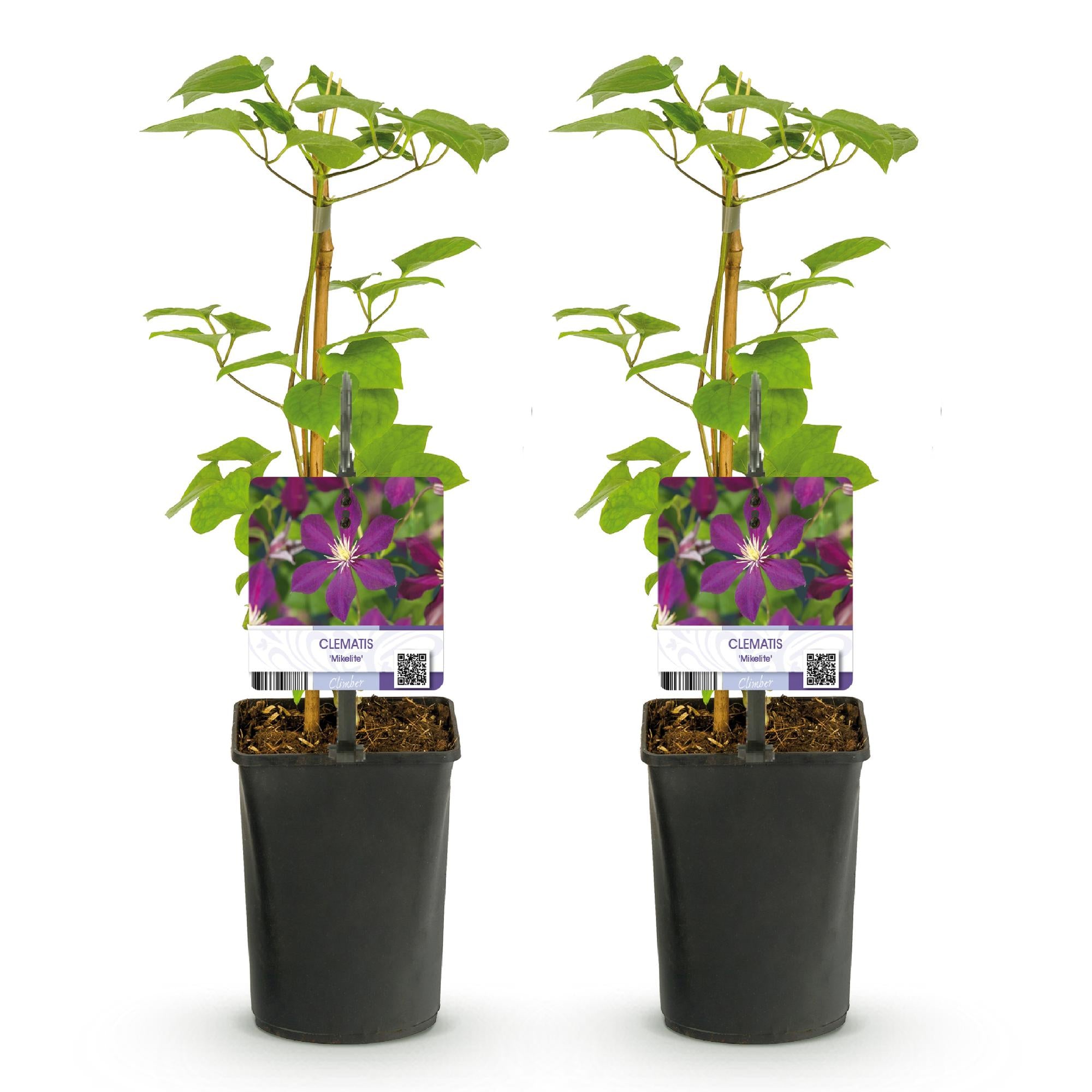 Kletterpflanze, Clematis Mikelite, Blüte Lila, Wenig Pflege, 2 Pflanzen, Topf 11 cm 40 cm