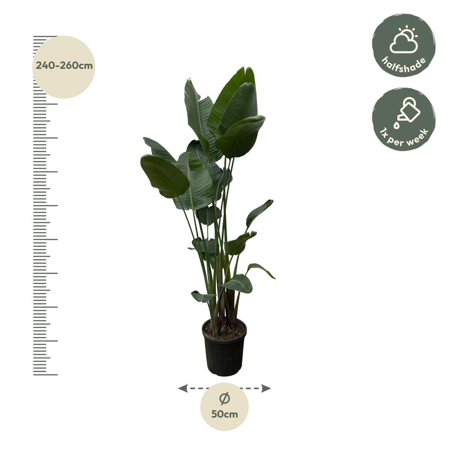 Strelitzia nicolai XXL – 250 cm – Ø50